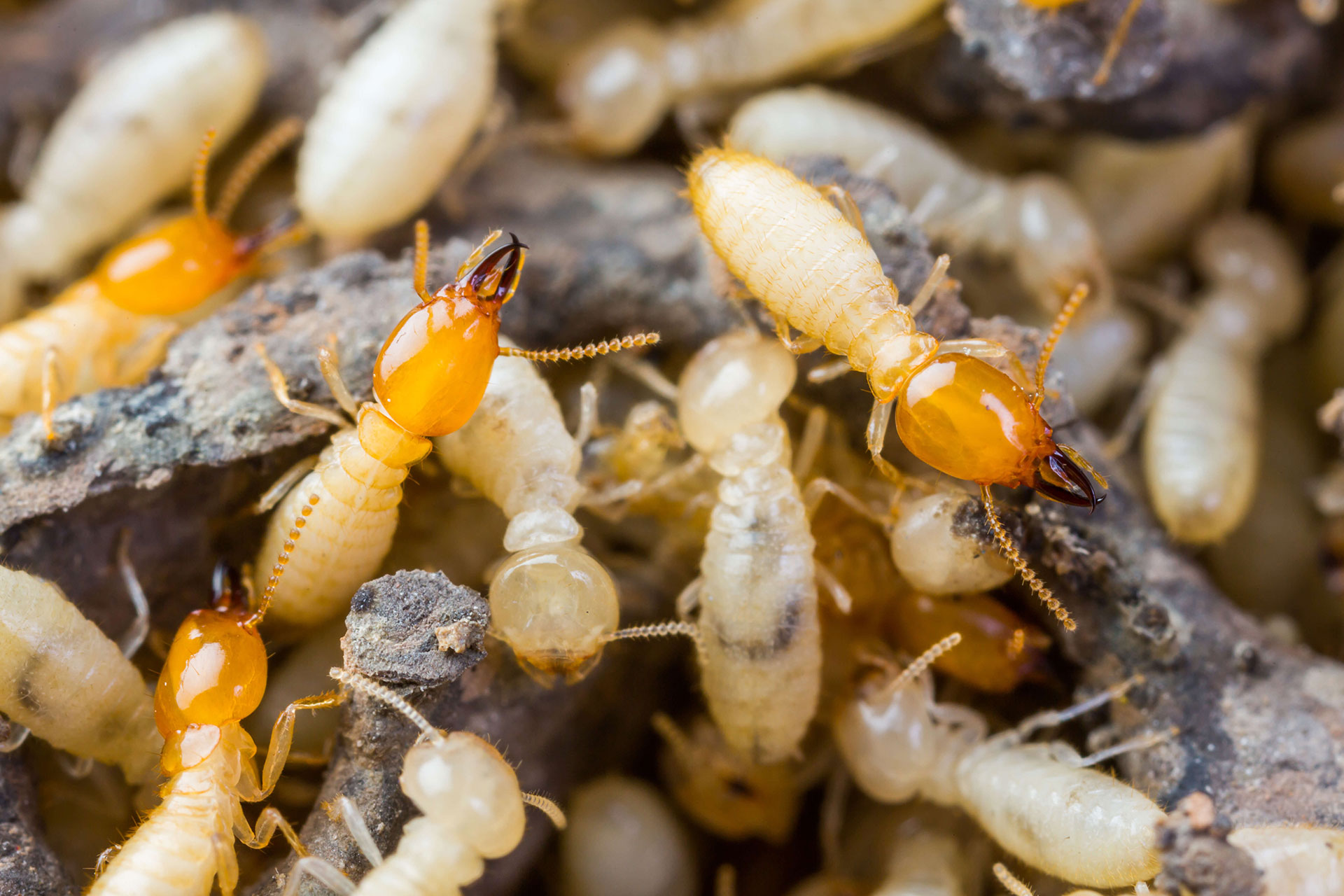 termite-inspection-canberra
